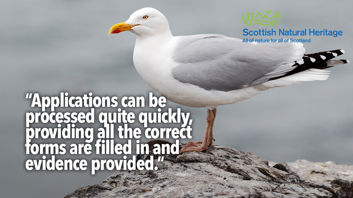 SNH gull licences reminder